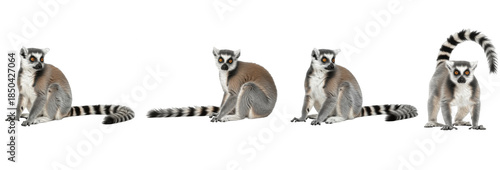 Set of realistic ring tailed lemur collection isolated on transparent PNG background, oil paint