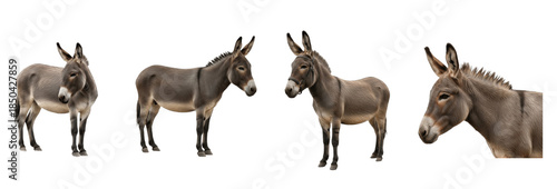 Set of donkey standing in different poses isolated on transparent PNG background, oil paint