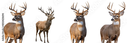 Set of White-Tailed Deer Buck (Odocoileus virginianus) Isolated on Transparent PNG Background, North American Wildlife Animal Collection