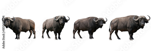 Set of African Buffalo Isolated on Transparent PNG Background, African Wildlife Animal Collection