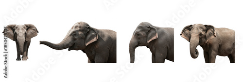 Foto Set of Elephant Isolated on Transparent PNG Background, African Wildlife Animal