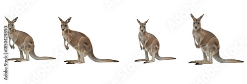 Set of Eastern Grey Kangaroo (Macropus giganteus) Isolated on Transparent PNG Background, Australian Wildlife Collection