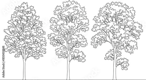 Three detailed line art illustrations of deciduous trees showing intricate branch and leaf patterns