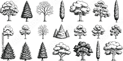 Hand-drawn tree illustrations set, featuring diverse deciduous and coniferous plant species in a monochrome sketch style, ideal for botanical design elements and nature-themed graphics