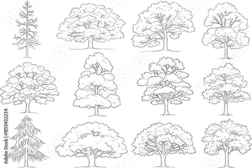 Collection of Detailed Black and White Illustrations of Various Tree Species