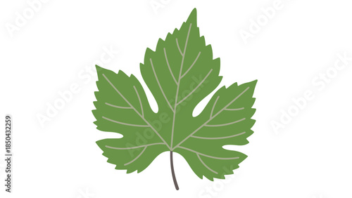 Vibrant green grape leaf isolated on a clean white background showcasing natural organic beauty and intricate vein patterns ideal for botanical
