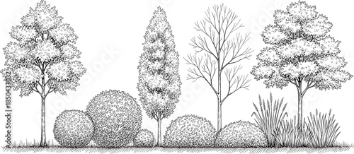 Hand-drawn illustration of a variety of trees and shrubs in a garden landscape