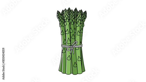 Freshly harvested green asparagus spears tied with white twine. A vibrant vegetable illustration perfect for health-focused designs.