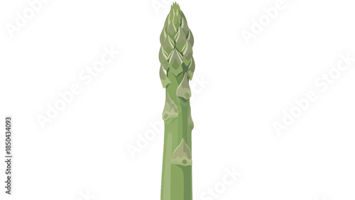 Vibrant green asparagus spear standing tall on a pristine white background a fresh healthy garden vegetable illustration for culinary themes and
