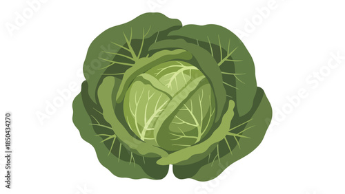 Vibrant green cabbage illustration showcasing fresh healthy farm produce ideal for diverse culinary concepts