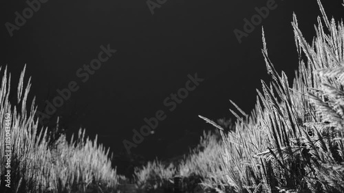 風に揺れる野原の草