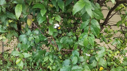 Bumble bee is flying and collects flower nectar in the garden.