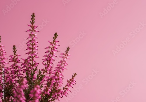 A delicate, soft pink color inspired by the beautiful flowering heather plant, suggesting romance, femininity, and gentle nature, pastel, mauve, pale pink