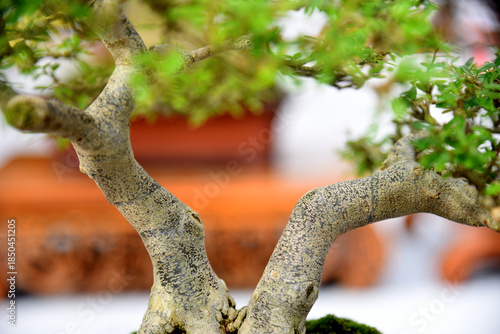 Bonsai tree in details and close up