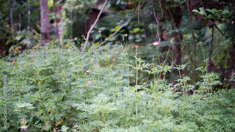 Fototapeta premium Photo of a very fertile cosmos plant. Cosmos is a tropical plant belonging to the Asteraceae family.