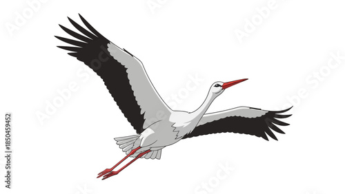 White stork in flight with black wing tips red beak and legs