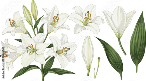  Beautiful white lily flowers with green leaves and buds set isolated on white background for wedding invitation design, floral greeting cards, and nature branding.
