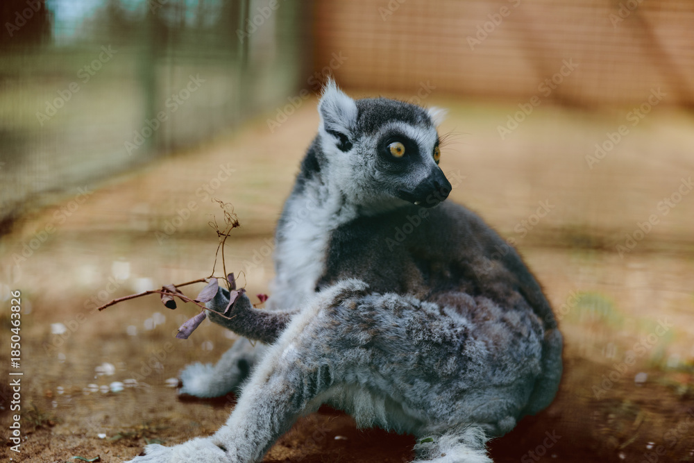 Fototapeta premium Lemur primate animal wildlife sitting portrait with striking yellow eyes and bushy tail on ground, closeup of fur texture and alert pose in naturalistic enclosure setting.