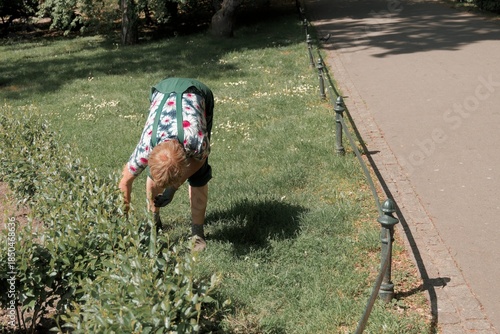 Gardener bending over shrubs in a city park, maintaining greenery on a sunny day, highlighting urban nature care and public landscaping.