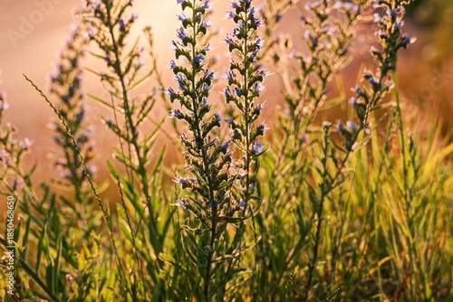 Delicate wildflowers growing in a meadow, backlit by warm golden sunlight, creating a soft, dreamy atmosphere with shallow depth of field.