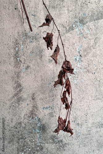 Withered brown leaves hanging from a thin branch against a rough, weathered wall in muted tones.
