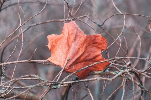 Single dry maple leaf caught on bare branches in late autumn, minimal nature scene with soft background and muted colors.