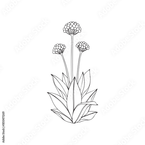 Allium Flower Stems and Foliage Botanical Sketch Illustration