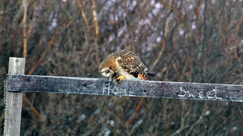 short eared owl preying on mouse