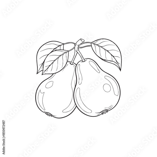 hand-drawn pear illustration with fruit, slices and leaves vector. Engraved botanical pear sketches.