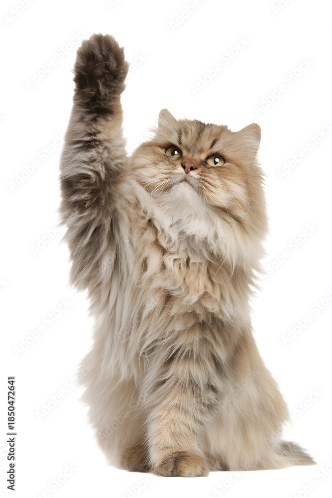 Fototapeta premium Cat waving paw hello, isolated on white