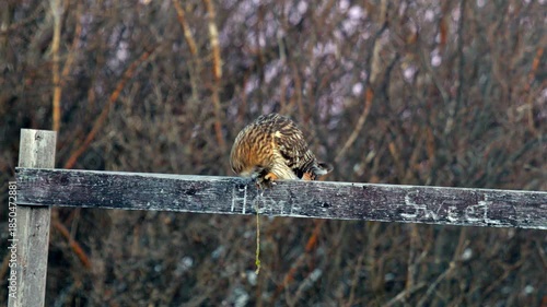 short eared owl swallowing mouse