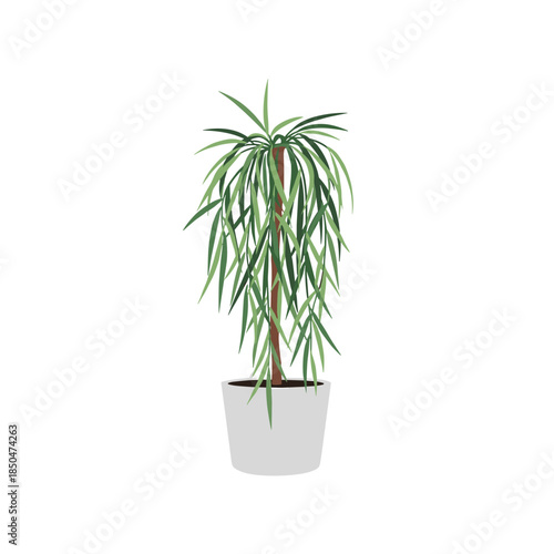 Green indoor potted plant with long thin leaves in a modern grey pot isolated on white background for interior design projects.