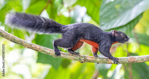 Prevost’s Squirrel (Callosciurus prevostii) in Sabah, Borneo, Malaysia