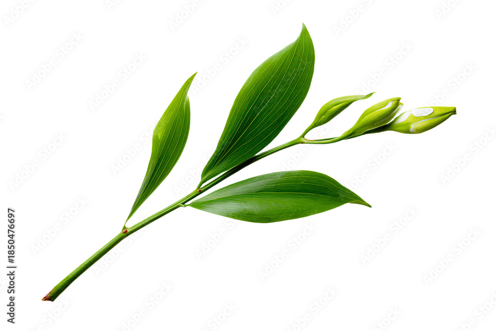 Fototapeta premium Green Plant with Bud and Leaves on White Background