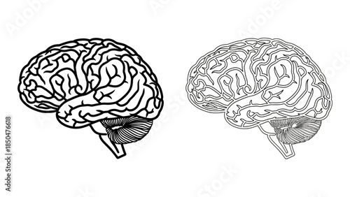 Side View Line Art and Solid Black Human Brain Illustration anatomy medical