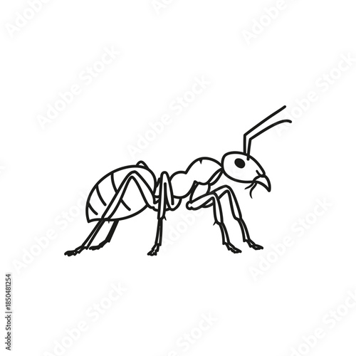 vector illustration of a spider