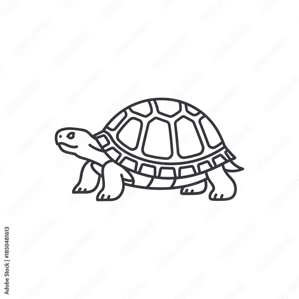 Fototapeta premium turtle isolated on white background