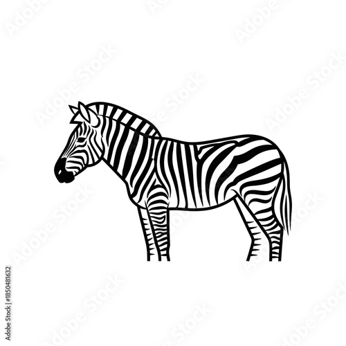 zebra vector illustration