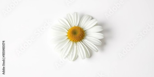 A single, pristine chamomile blossom rests on a pure white backdrop, petals delicately unfurled,  floral,  design