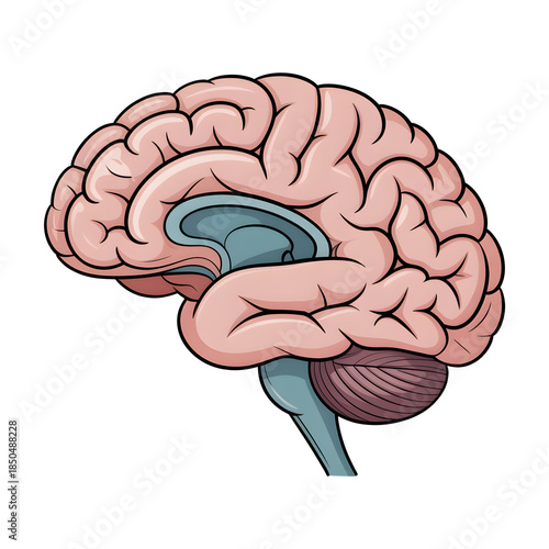 Side view human brain illustration with highlighted hypothalamus and spinal cord isolated PNG.
