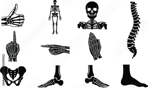 Human skeleton anatomy icon set, skull spine hands feet bones silhouettes, medical education orthopedic xray style black vector collection illustration