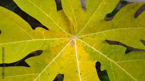 Close-up of a papaya leaf showing vivid green and yellow tones with detailed veins, natural texture, and organic tropical foliage.