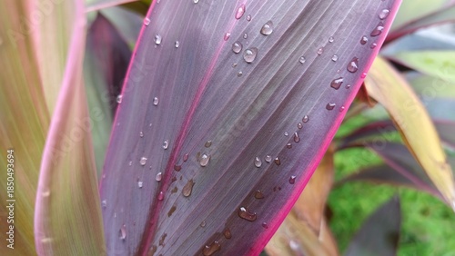 Close-up of purple and green leaves with pink edges and water droplets, Ti plant, scientifically known as Cordyline fruticosa.