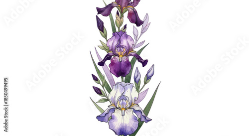 Beautiful Purple and White Iris Flowers Botanical Illustration