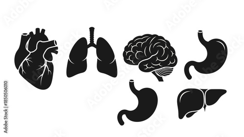 Anatomical illustration of human organs including heart, lungs, brain, stomach, and liver in a simple black and white style