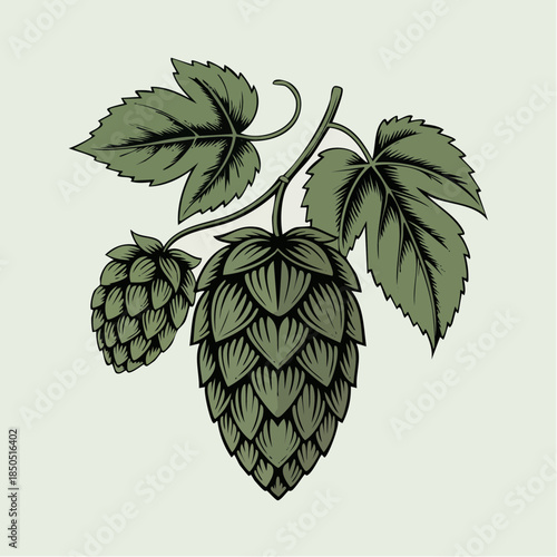 Vintage Hops Plant Illustration for Brewing and Craft Beer