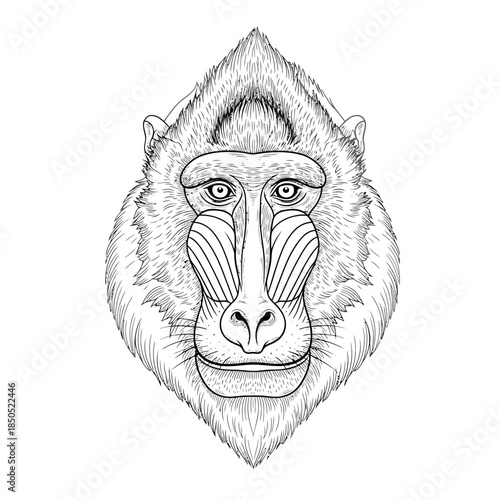 Detailed Black and White Sketch of a Baboons Face.