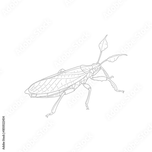 Detailed Line Drawing of a Water Scorpion Insect.