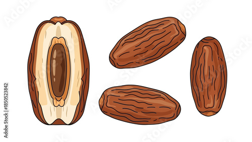 Illustration of four almonds on a white background one cut open to show the inner kernel.