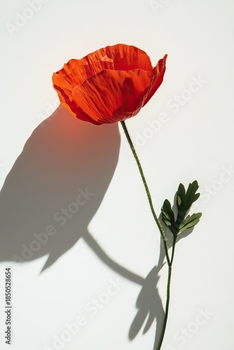 Single red poppy with stem & leaves, cast shadow, simple
